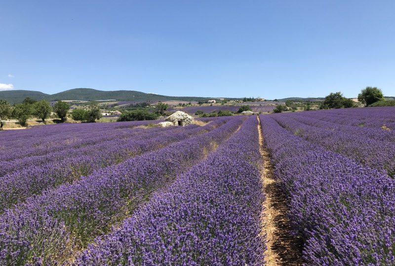L’essentiel en Provence à Saint-Paul-Trois-Châteaux - 5